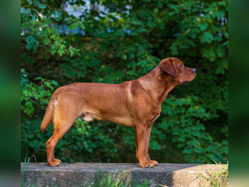 FCI Labrador Deckrüde gelb/foxred