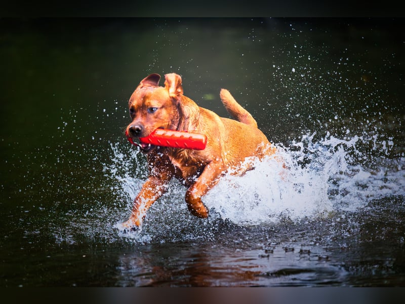 FCI Labrador Deckrüde gelb/foxred