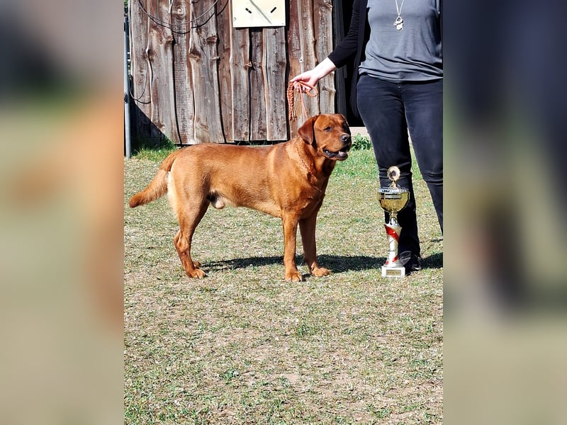 FCI Labrador Deckrüde gelb/foxred