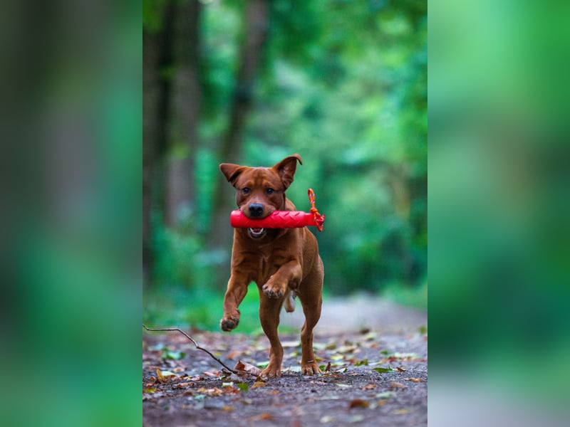 FCI Labrador Deckrüde gelb/foxred