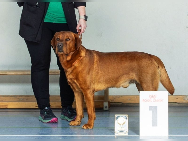 FCI Labrador Deckrüde gelb/foxred