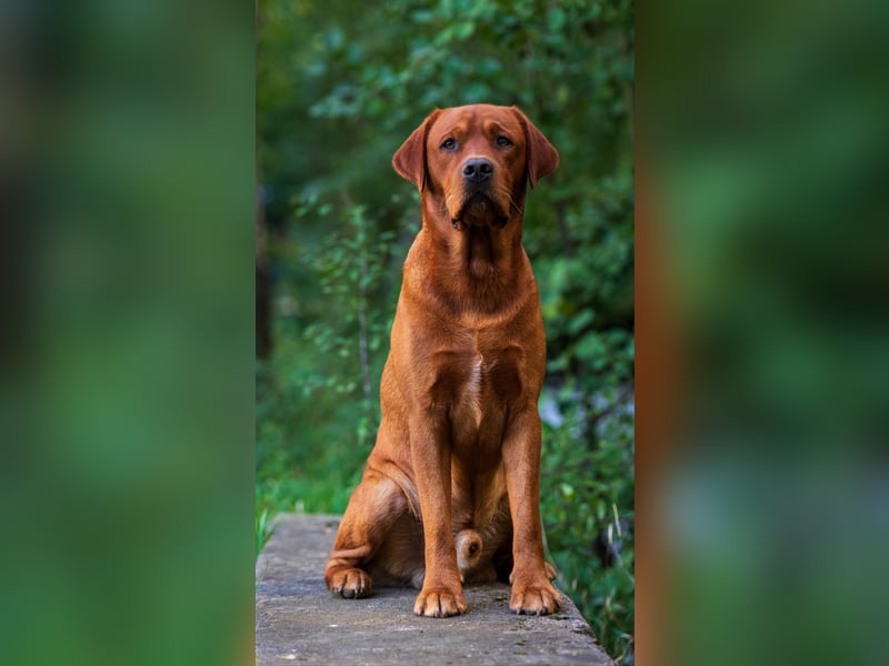 FCI Labrador Deckrüde gelb/foxred