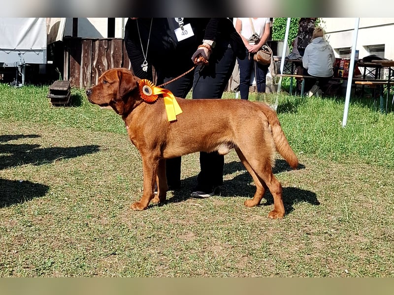 FCI Labrador Deckrüde gelb/foxred