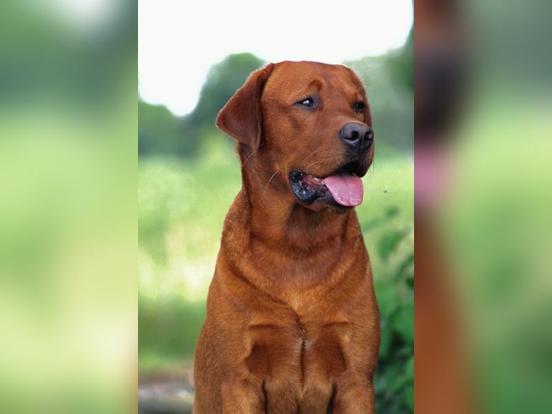 FCI Labrador Deckrüde gelb/foxred