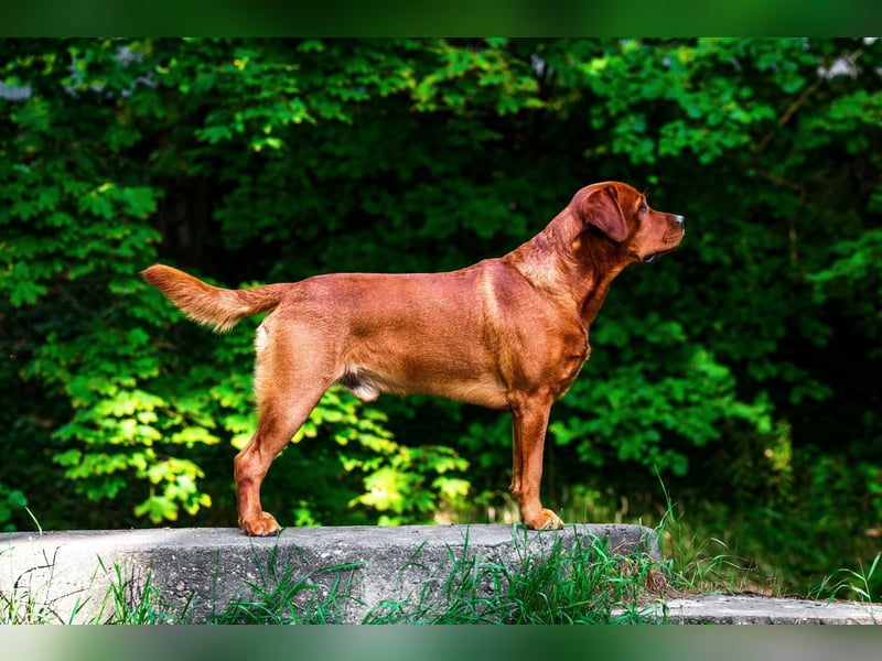 FCI Labrador Deckrüde gelb/foxred
