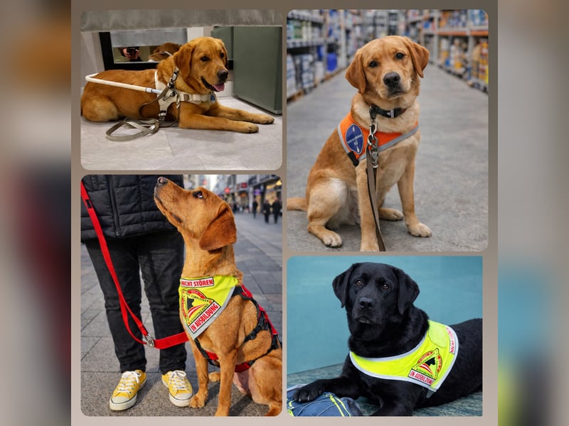 FCI Labrador Deckrüde gelb/foxred