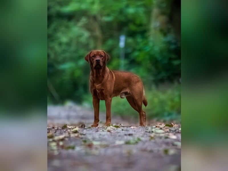 FCI Labrador Deckrüde gelb/foxred