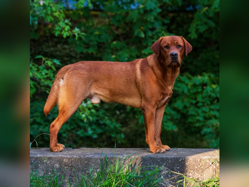 FCI Labrador Deckrüde gelb/foxred