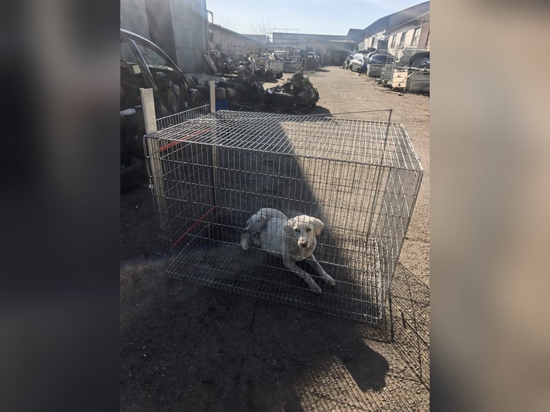 Scarlett beschützte 10 Leben - jetzt hat sie eines für sich verdient - aktuell in Rumänien