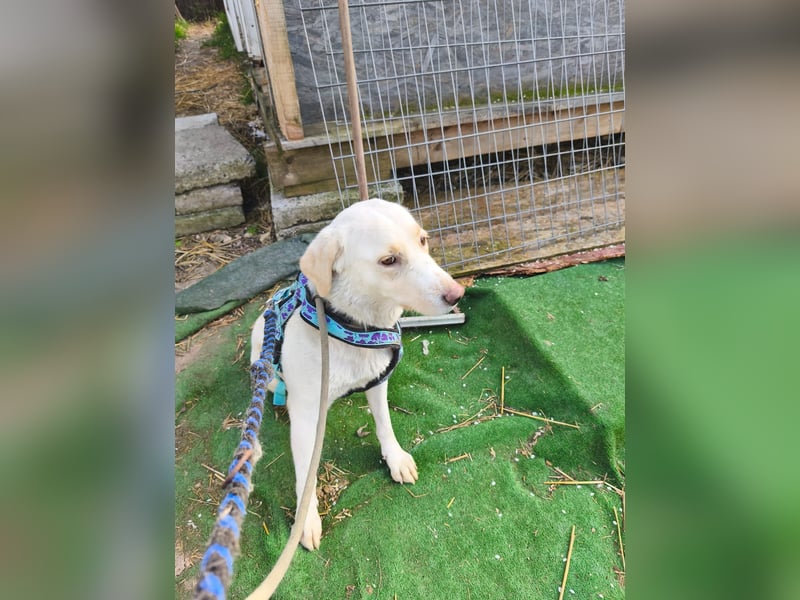 Scarlett beschützte 10 Leben - jetzt hat sie eines für sich verdient - aktuell in Rumänien