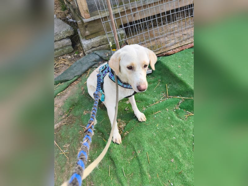 Scarlett beschützte 10 Leben - jetzt hat sie eines für sich verdient - aktuell in Rumänien