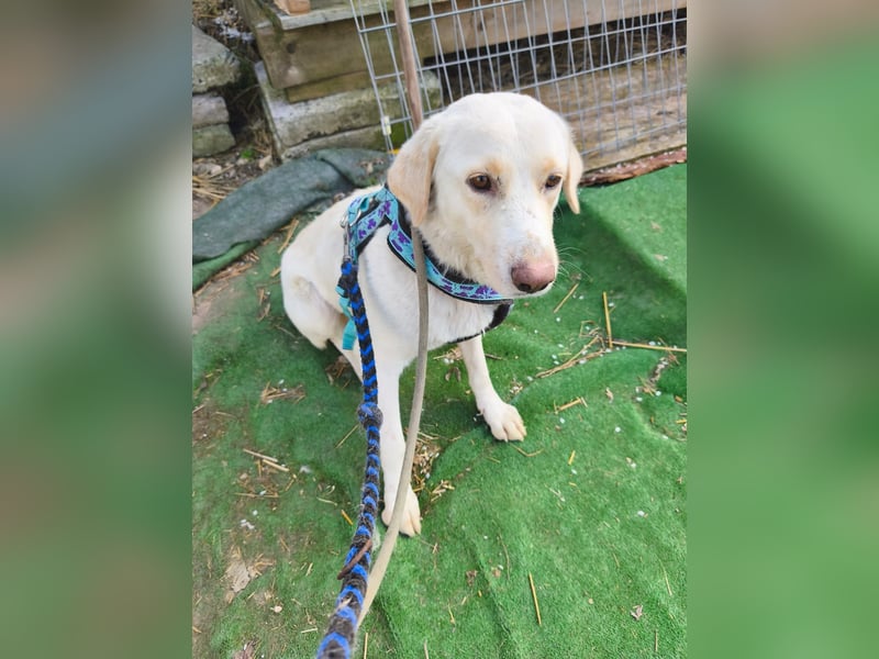 Scarlett beschützte 10 Leben - jetzt hat sie eines für sich verdient - aktuell in Rumänien