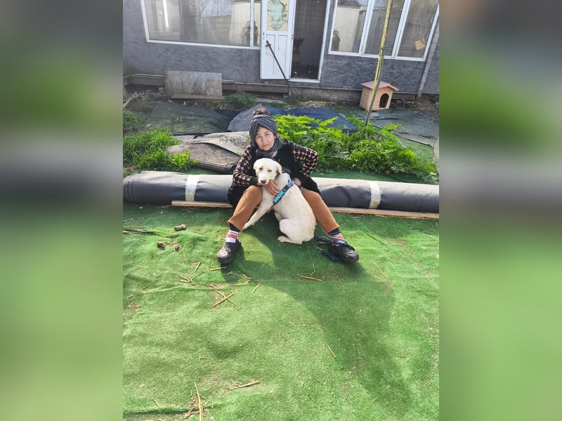 Scarlett beschützte 10 Leben - jetzt hat sie eines für sich verdient - aktuell in Rumänien