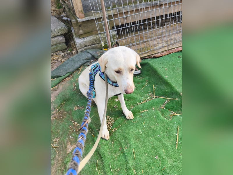 Scarlett beschützte 10 Leben - jetzt hat sie eines für sich verdient - aktuell in Rumänien