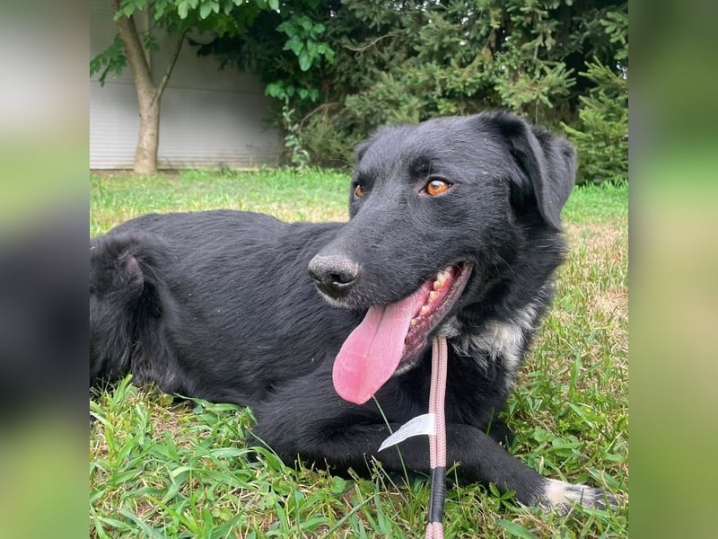 Benji ein freundlicher Schatz