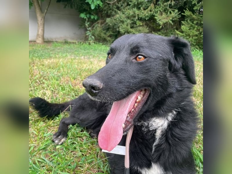 Benji ein freundlicher Schatz