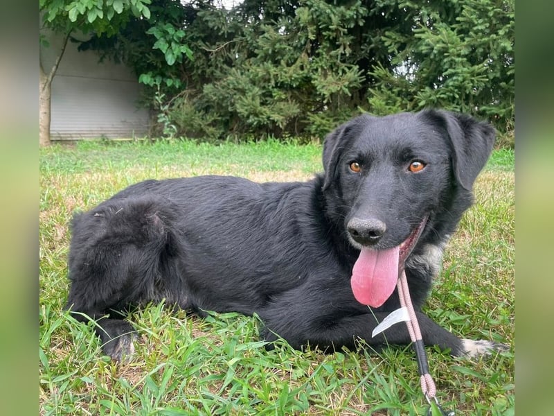 Benji ein freundlicher Schatz