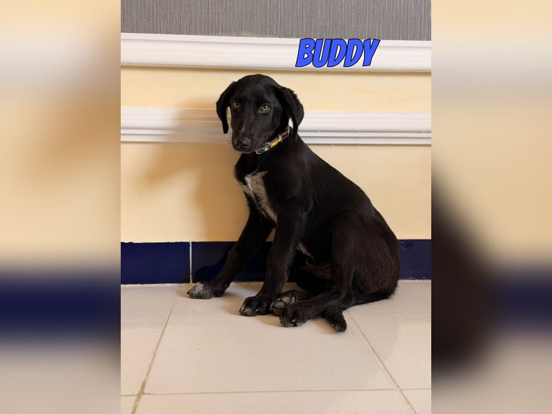 Buddy, 03/26 - süßes Schlappohr sucht Familie in 04205 Leipzig