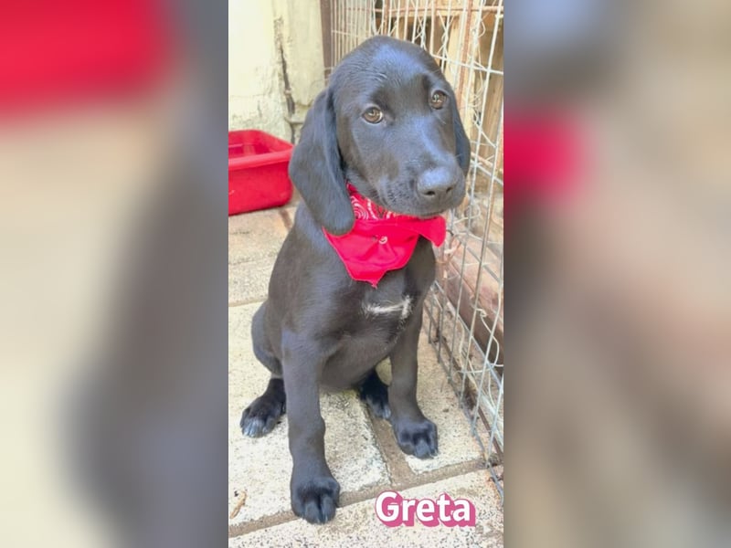 Greta, 02/26 - Lakritznase sucht Familie