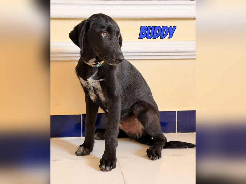 Buddy, 03/26 - süßes Schlappohr sucht Familie in 04205 Leipzig