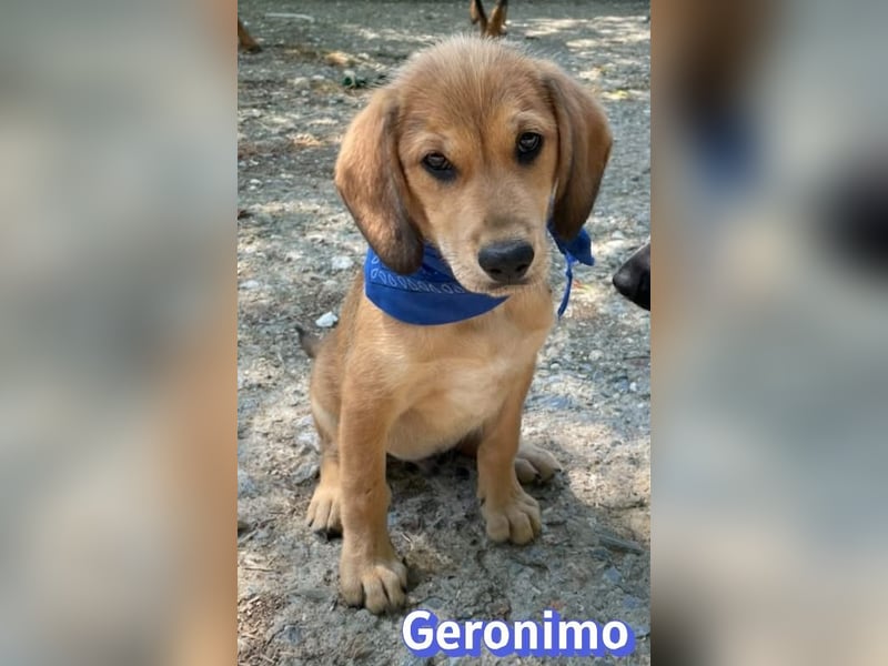Geronimo, 02/26 - Hübscher Bub hofft auf eine Zukunft
