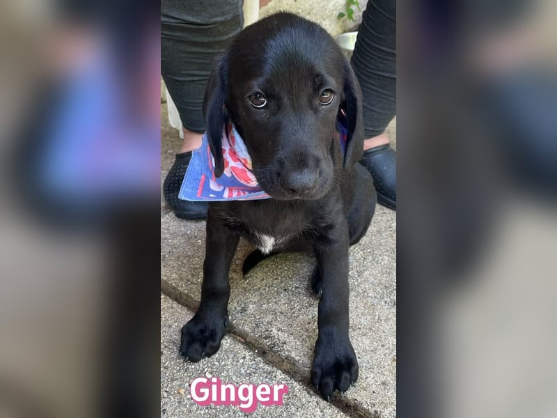 Ginger, 02/26 - Labi-Mix-Mädel sucht ihre Chance
