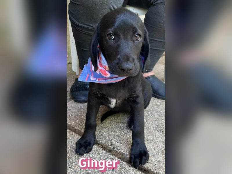 Ginger, 02/26 - Labi-Mix-Mädel sucht ihre Chance
