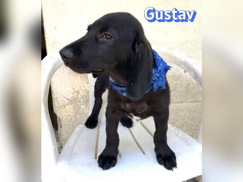 Gustav, 02/26 - Black Beauty sucht Familie