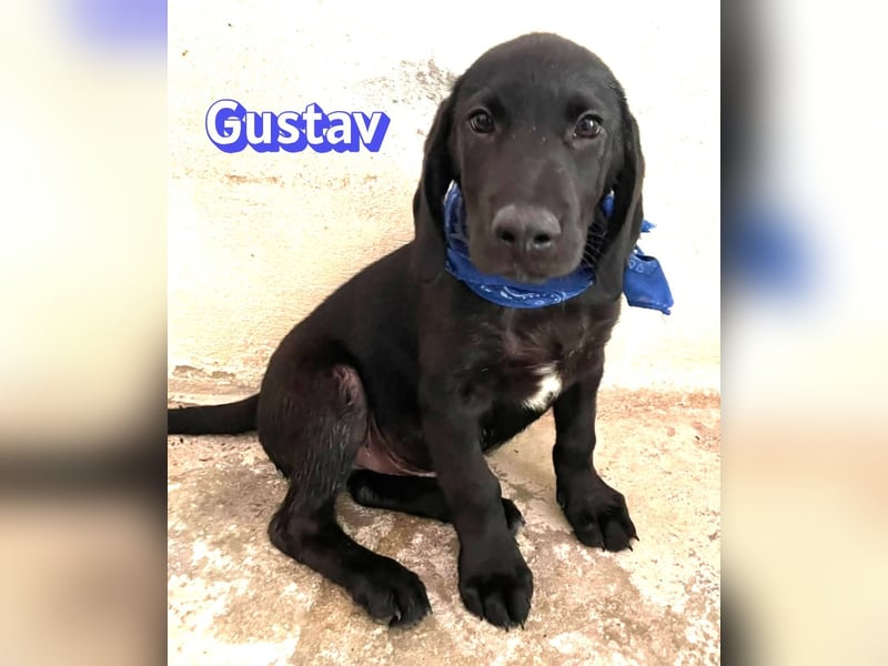 Gustav, 02/26 - Black Beauty sucht Familie