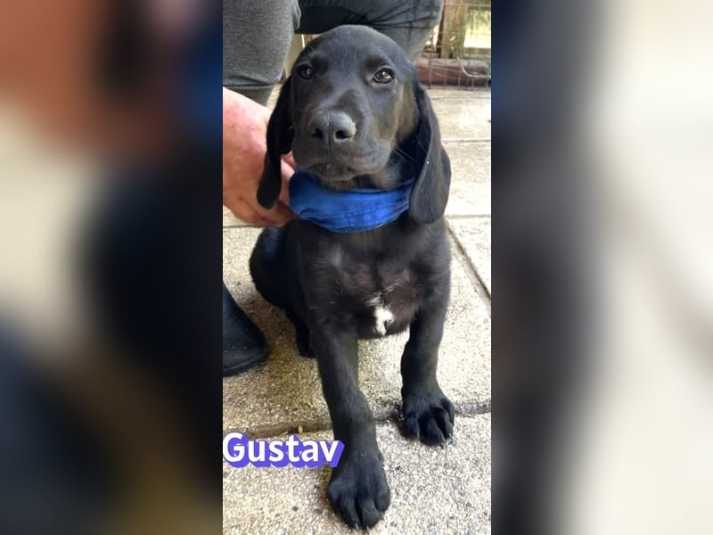 Gustav, 02/26 - Black Beauty sucht Familie
