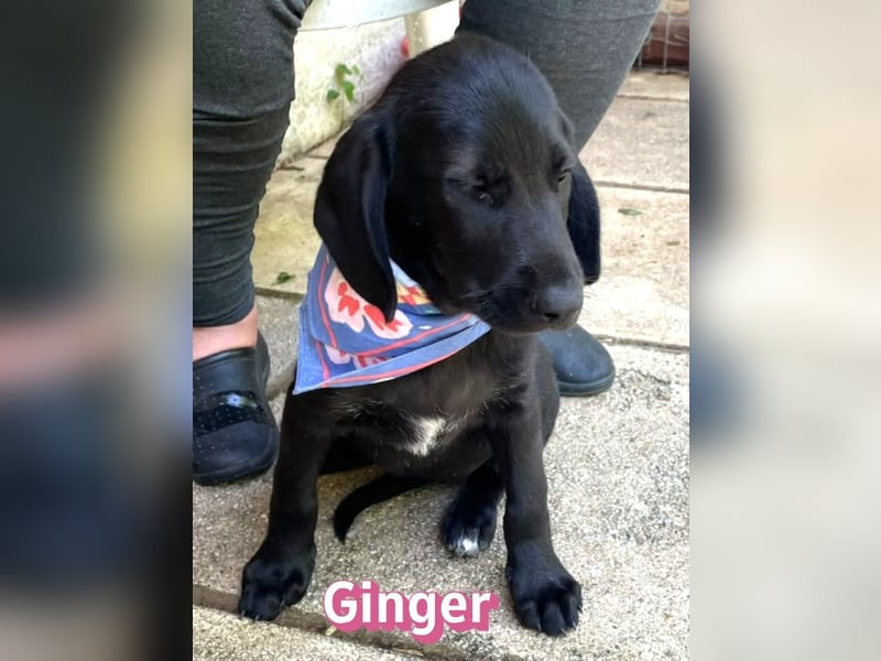 Ginger, 02/26 - Labi-Mix-Mädel sucht ihre Chance