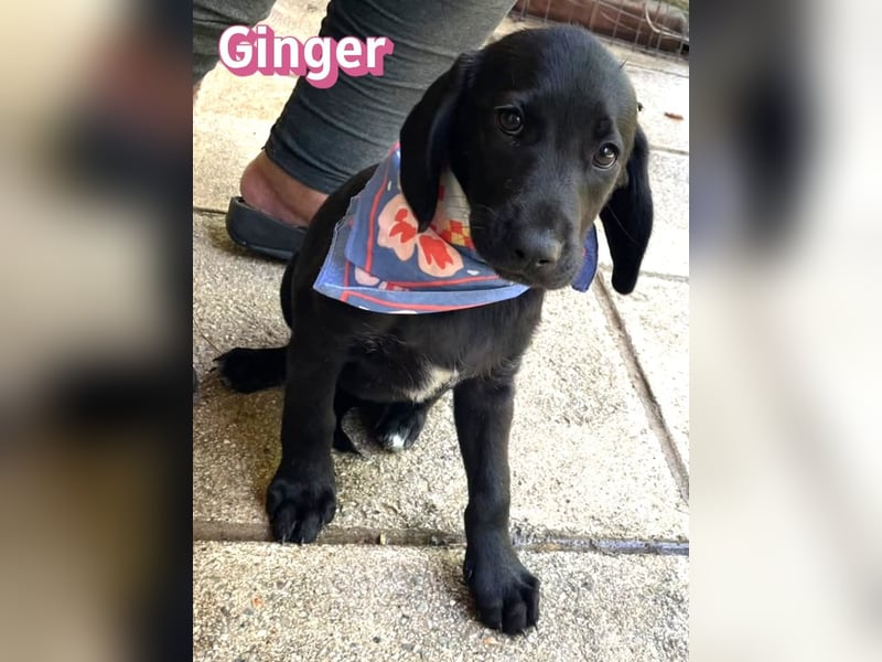 Ginger, 02/26 - Labi-Mix-Mädel sucht ihre Chance