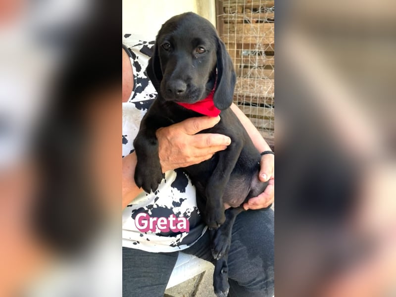 Greta, 02/26 - Lakritznase sucht Familie