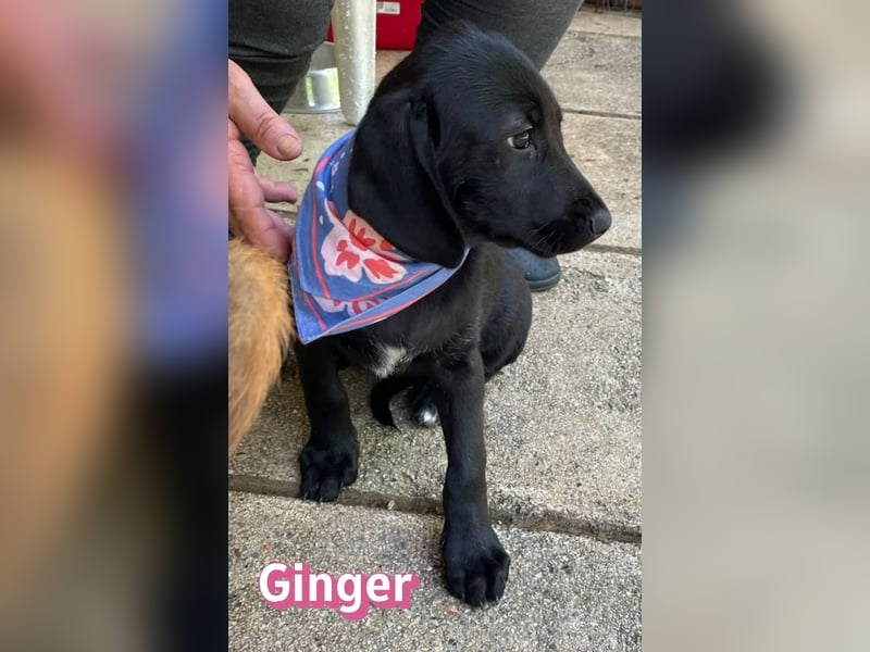 Ginger, 02/26 - Labi-Mix-Mädel sucht ihre Chance