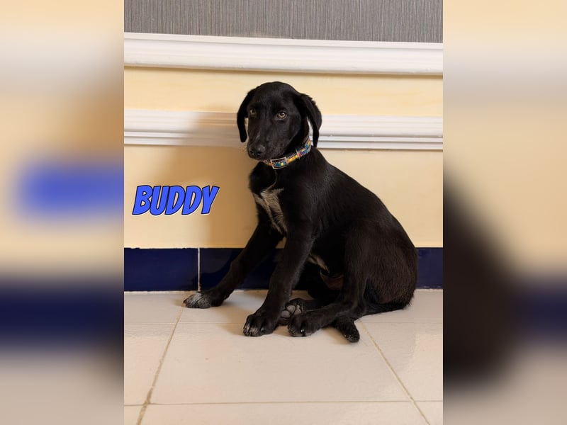 Buddy, 03/26 - süßes Schlappohr sucht Familie in 04205 Leipzig