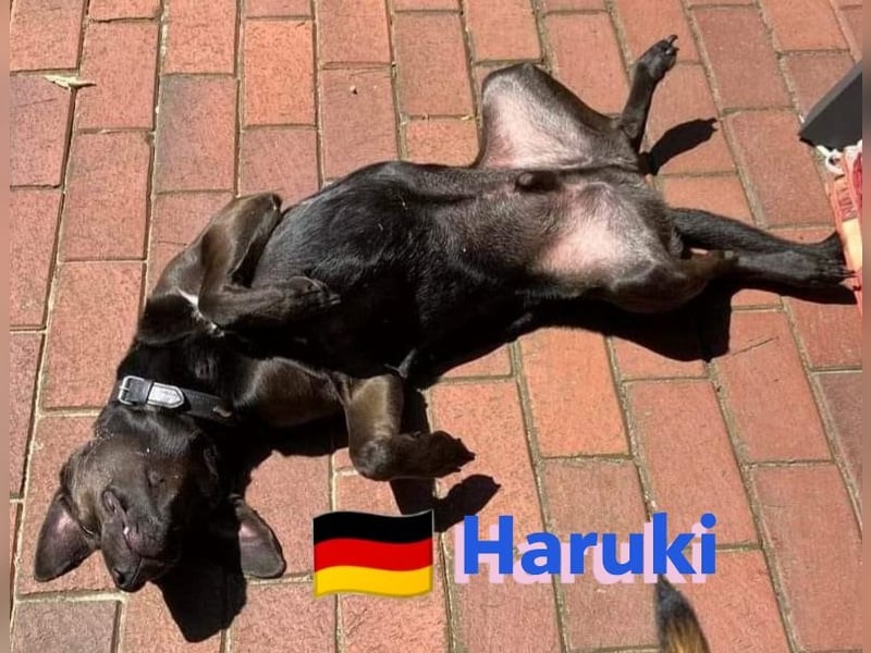 Haruki, 11/18 - VERMITTLUNGSHILFE, sucht DRINGEND