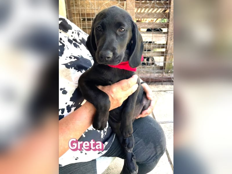 Greta, 02/26 - Lakritznase sucht Familie