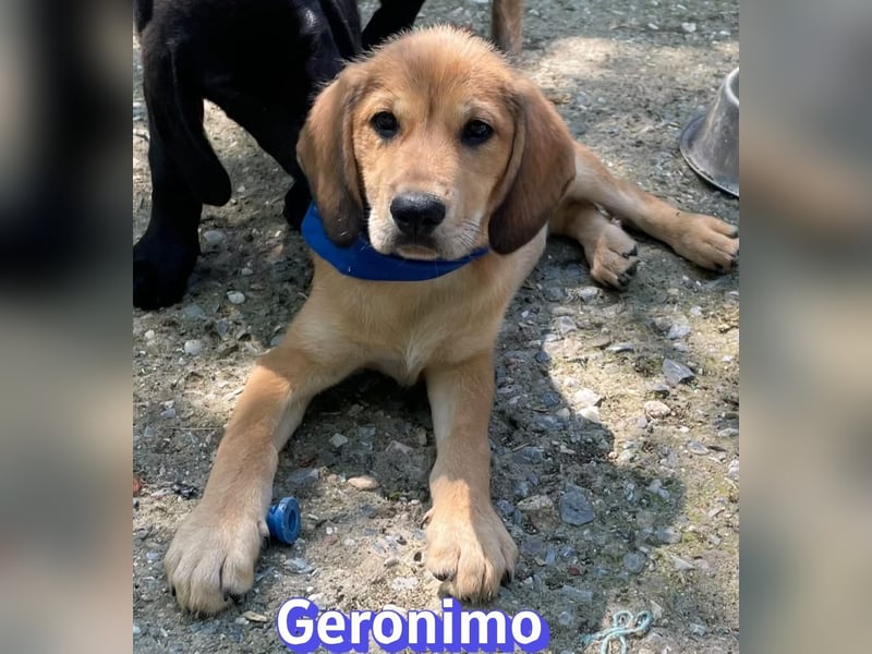 Geronimo, 02/26 - Hübscher Bub hofft auf eine Zukunft