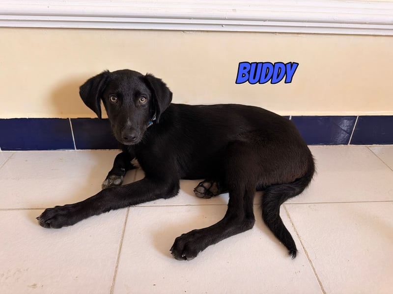 Buddy, 03/26 - süßes Schlappohr sucht Familie in 04205 Leipzig
