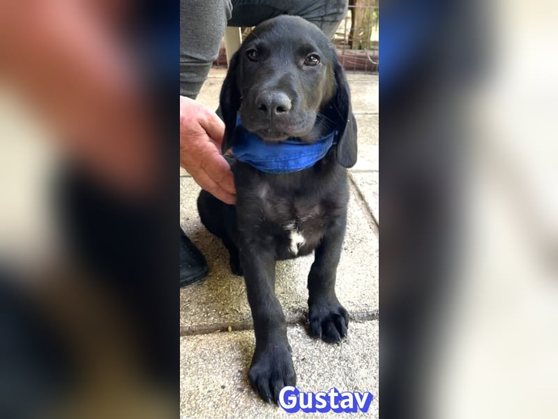 Gustav, 02/26 - Black Beauty sucht Familie