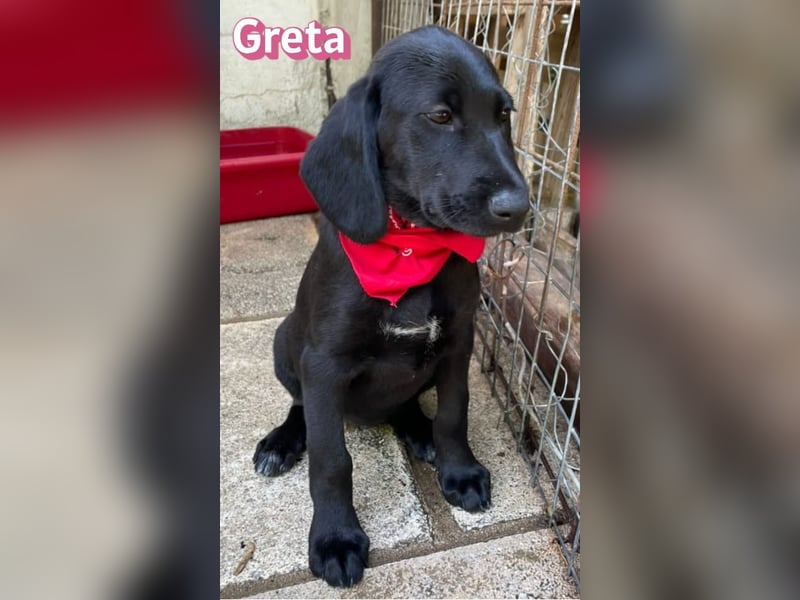Greta, 02/26 - Lakritznase sucht Familie