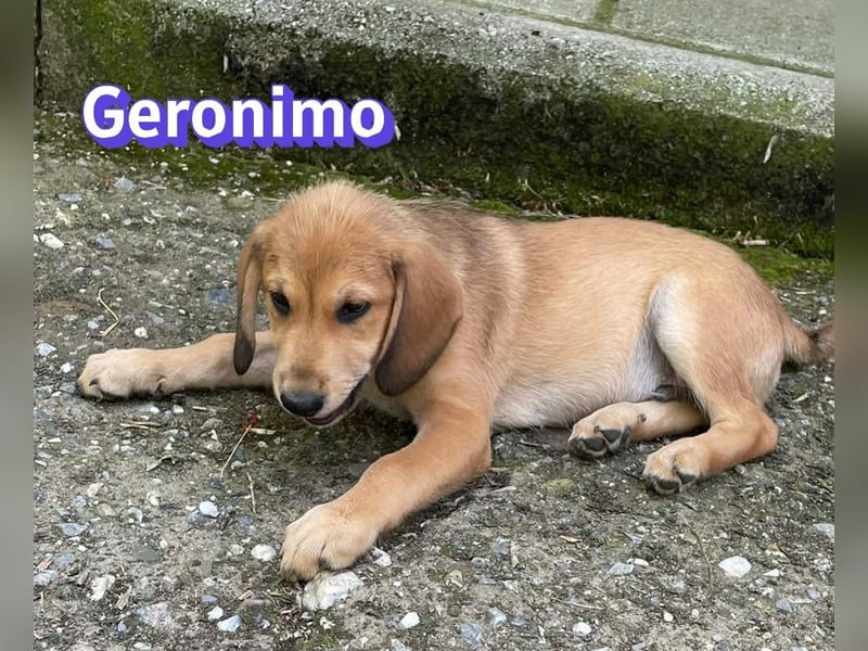 Geronimo, 02/26 - Hübscher Bub hofft auf eine Zukunft