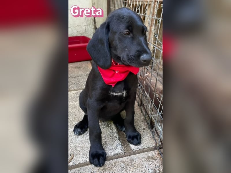 Greta, 02/26 - Lakritznase sucht Familie