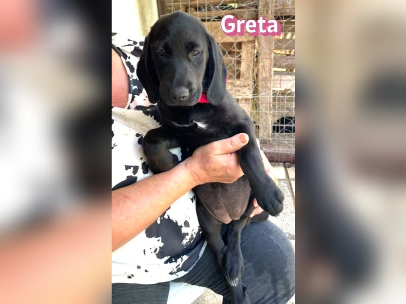 Greta, 02/26 - Lakritznase sucht Familie