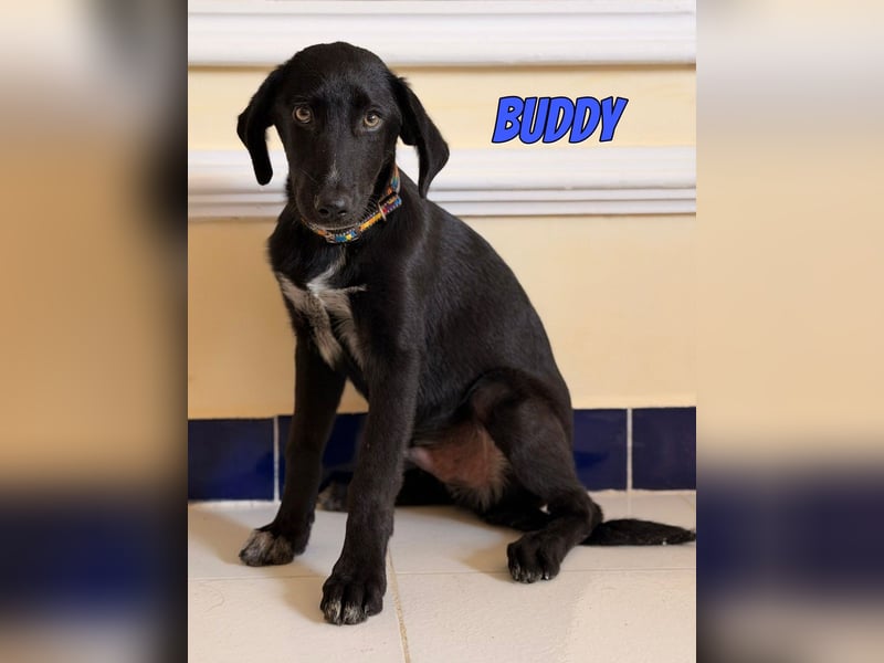 Buddy, 03/26 - süßes Schlappohr sucht Familie in 04205 Leipzig