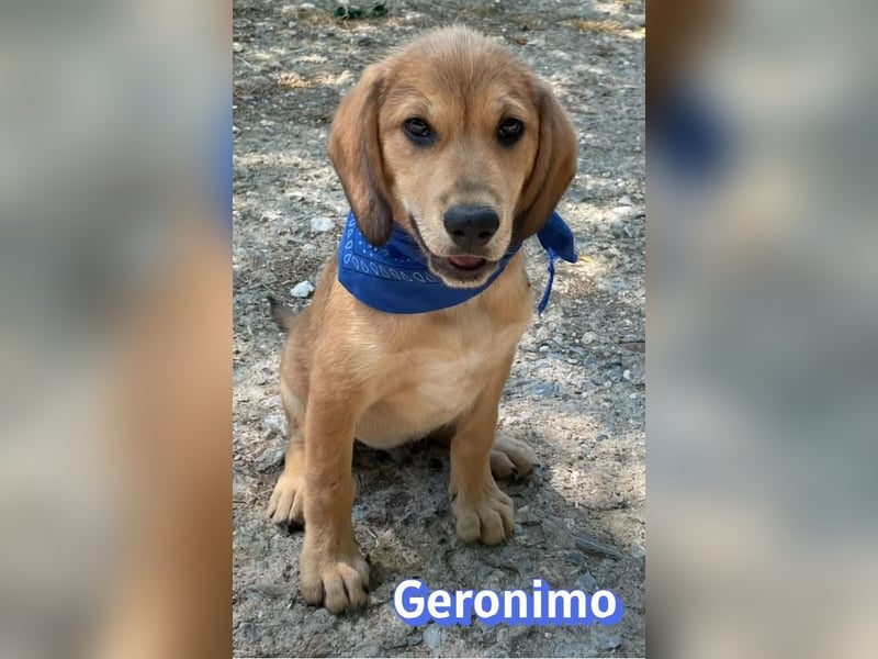 Geronimo, 02/26 - Hübscher Bub hofft auf eine Zukunft