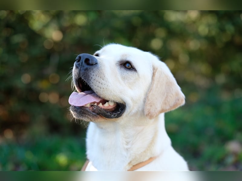 Labrador Deckrüde Gelb