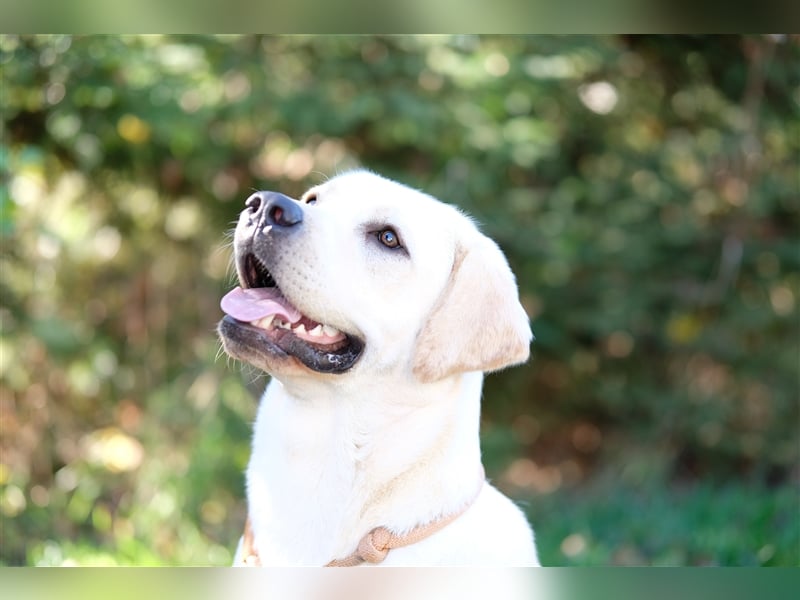 Labrador Deckrüde Gelb