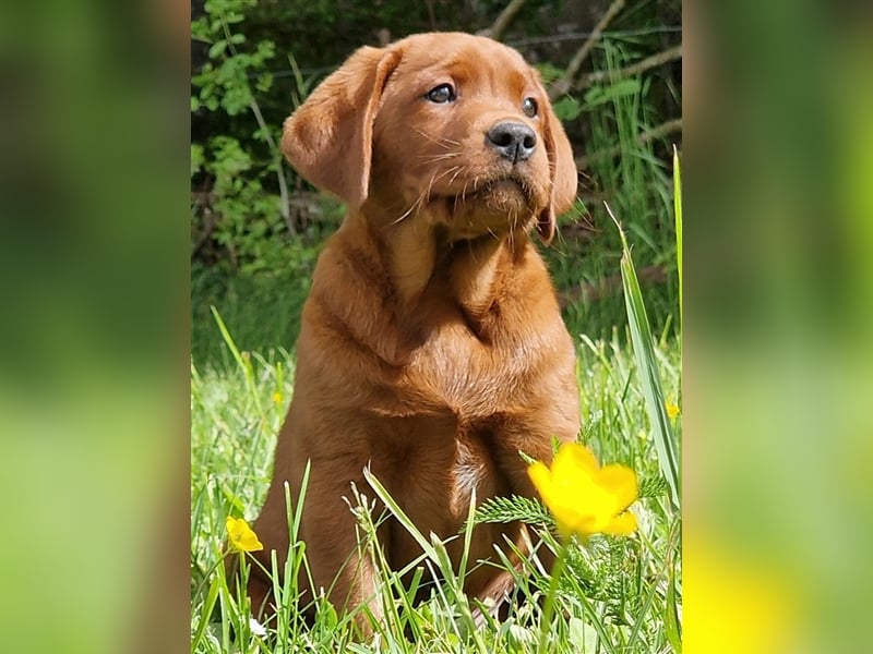 Labrador Deckrüde Foxred
