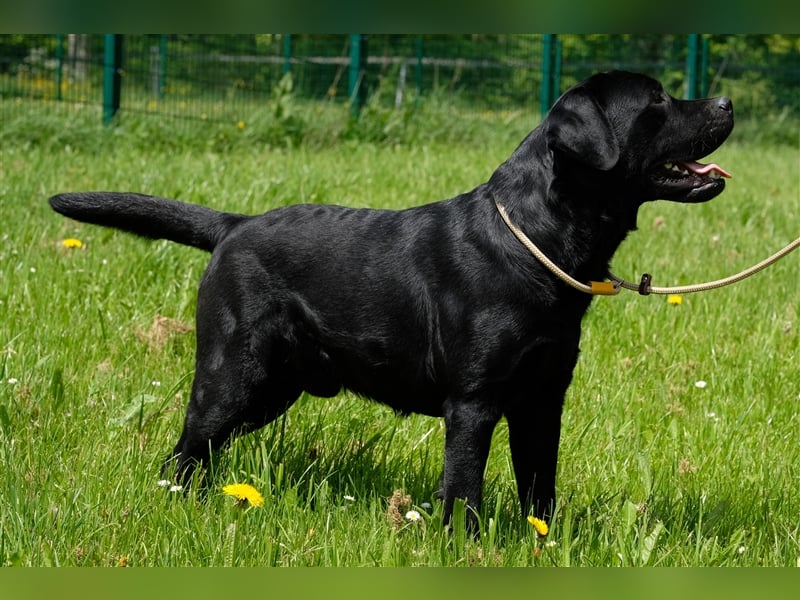 Labrador Deckrüde Schwarz